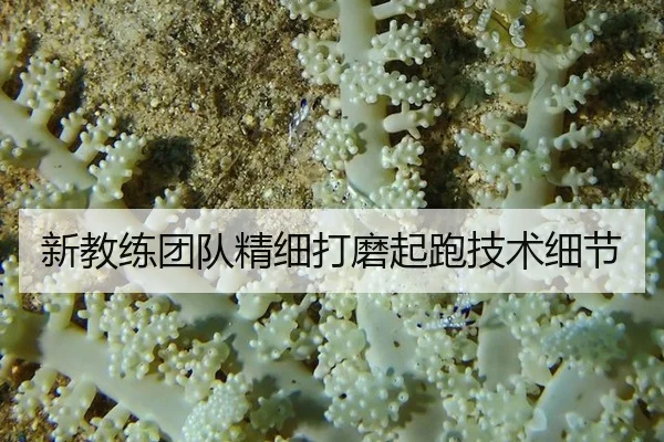 xin-jiao-lian-tuan-dui-jing-xi-da-mo-qi-pao-ji-shu-xi-jie-2-244.jpg